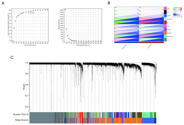 Weighted gene co-expression analysis (WGCNA) based on the immune-related DEGs.