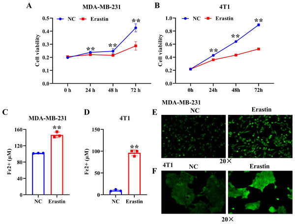 Erastin triggers ferroptosis in breast cancer cells.