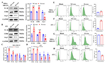 Ferroptosis-dependent Breast Cancer Cell-derived Exosomes Inhibit ...