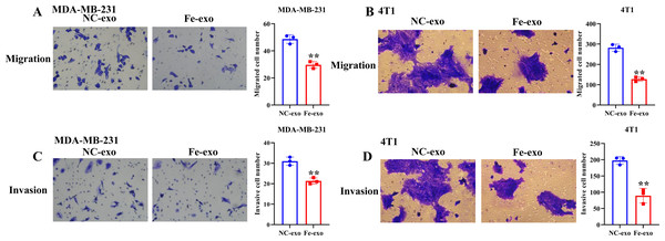 Macrophages incubated by breast cancer cell-derived exosomes induced by ferroptosis suppress breast cancer cell migration and invasion.