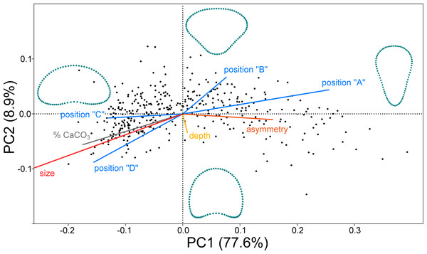 PCA ordination plot of the segment shape data showing first two PCs (PC1 vs. PC2).