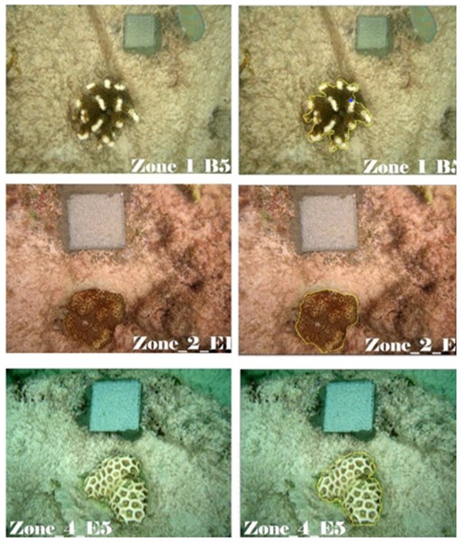 Measurement of live coral tissue using Image J.