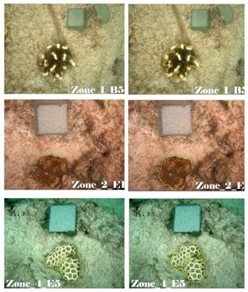 A Low-tech Method For Monitoring Survival And Growth Of Coral ...