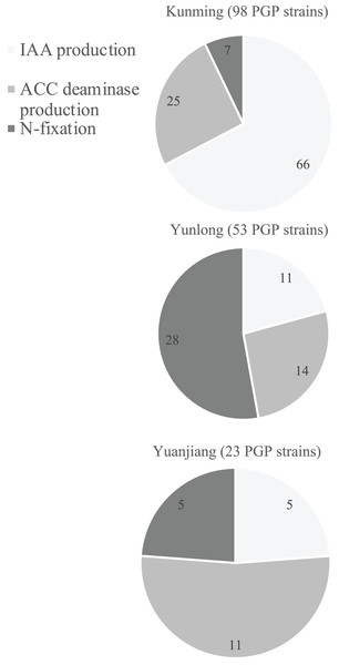 Diagram of the distribution of plant growth-promoting (PGP) bacterial strains isolated from the rhizosphere soil of Ageratina adenophora at Kunming (KM), Yunlong (YL) and Yuanjiang (YJ) of Yunnan Province, China.