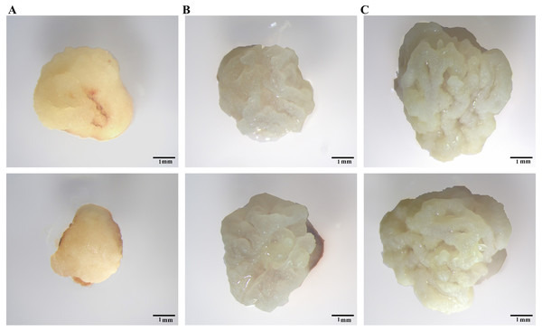 Different calli observed under a YUESHI stereomicroscope.