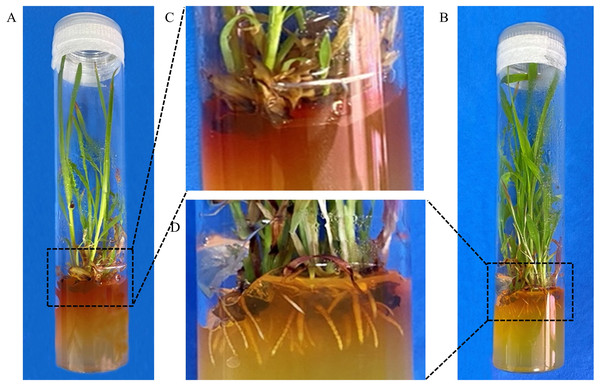 Optimisation of the rooting medium.