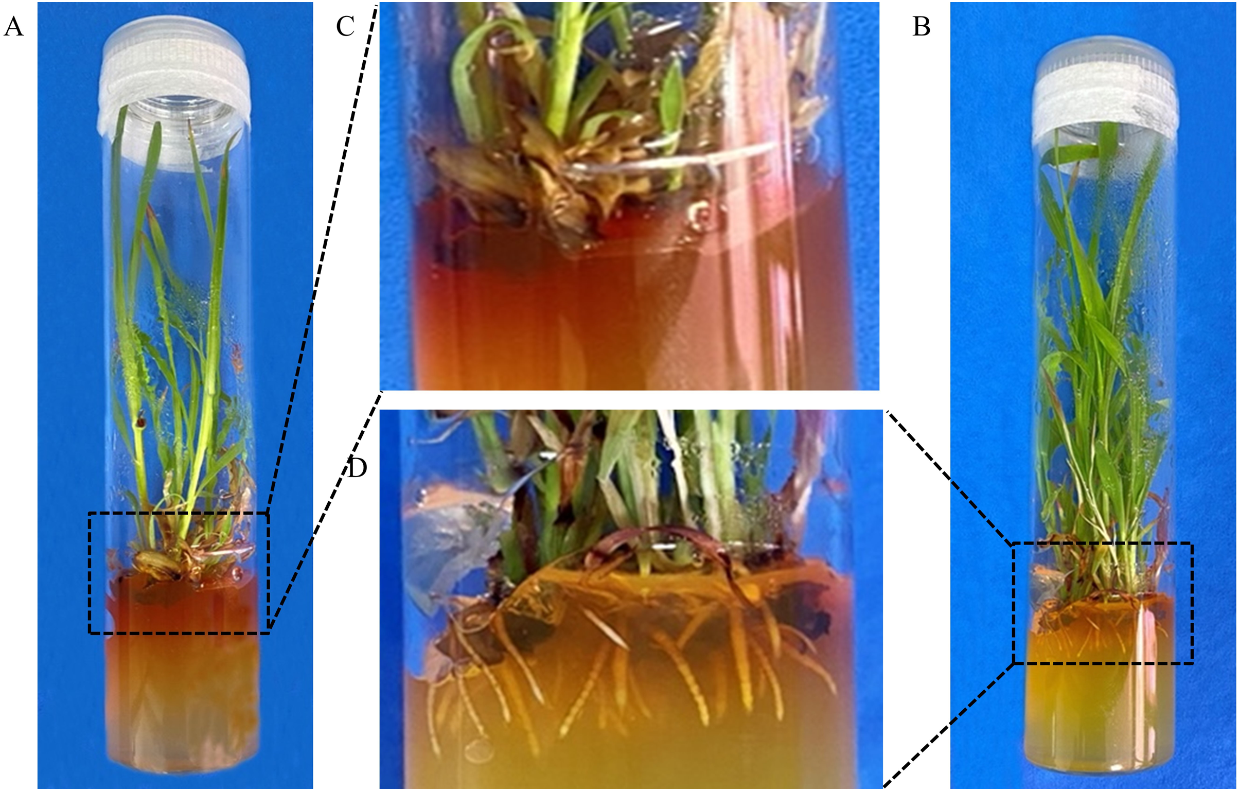 An efficient transformation method for tannin-containing sorghum 