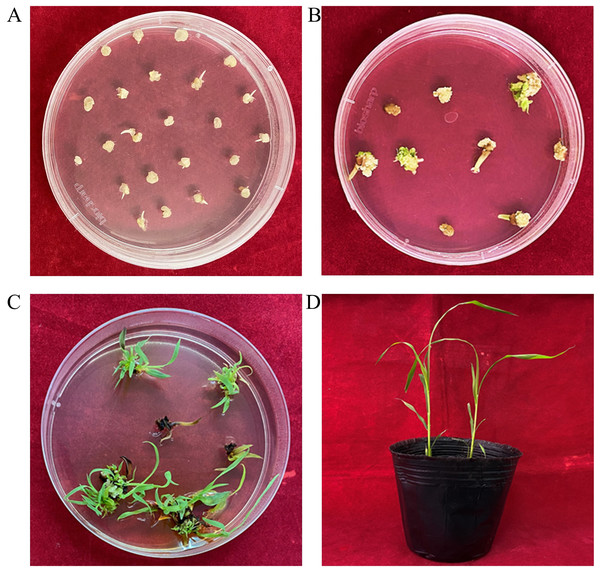 Transformation of Hongyingzi immature embryo.