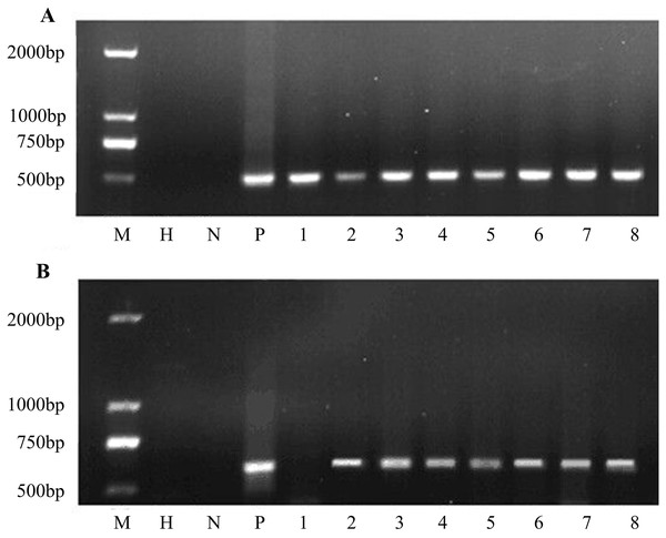 PCR amplification of nptII and bar genes.