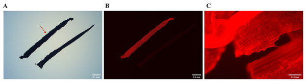 Red fluorescent protein expression under the green light of fluorescence microscope.