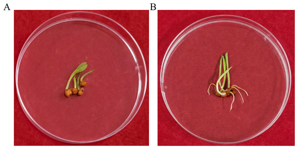 The G418 resistant assay.