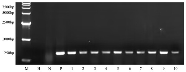 PCR amplicons of bar gene in T1 generation.