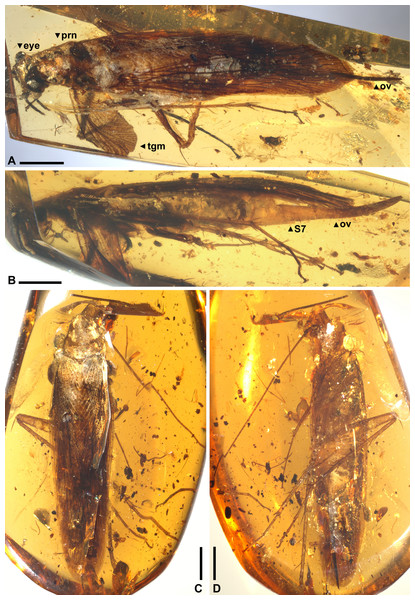 Ensiferoblatta oecanthoides gen. et sp. nov., habitus.
