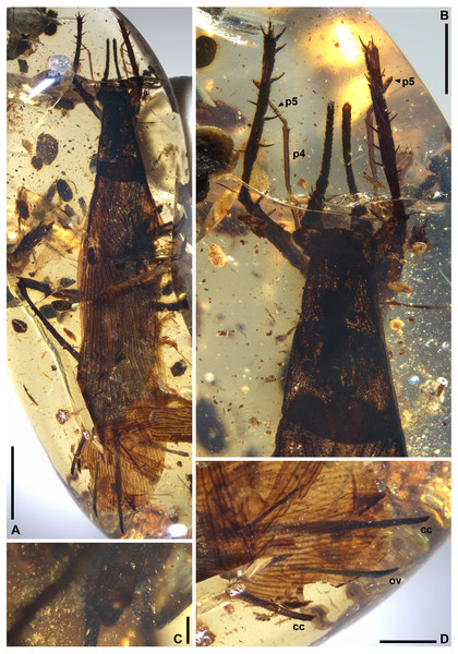 Proceroblatta colossea gen. et sp. nov., holotype NIGP200823.