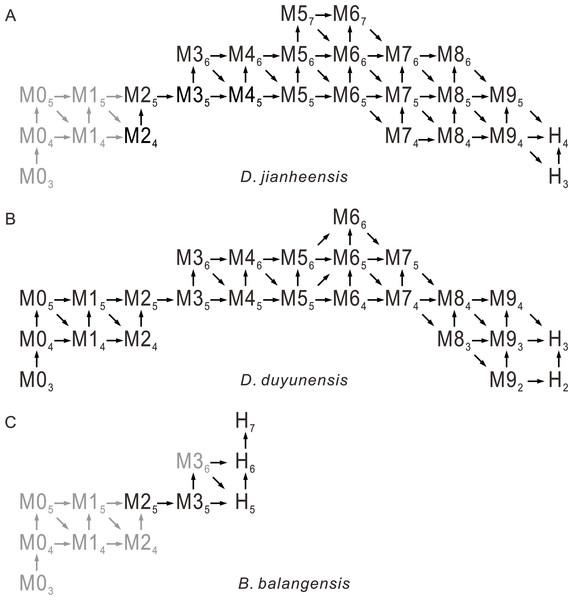 Possible ontogenetic of the segmentation pathways of Duyunaspis jianheensis, D. duyunensis and Balangia balangensis.