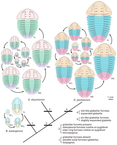 Evolutionary changes in development of the exoskeleton of Balangia balangensis, Duyunaspis duyunensis and D.  jianheensis.