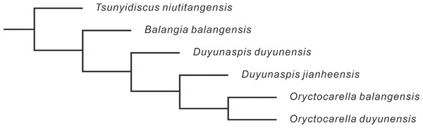Phylogenetic tree of Balangia balangensis, Duyunaspis duyunensis and D. jianheensis.