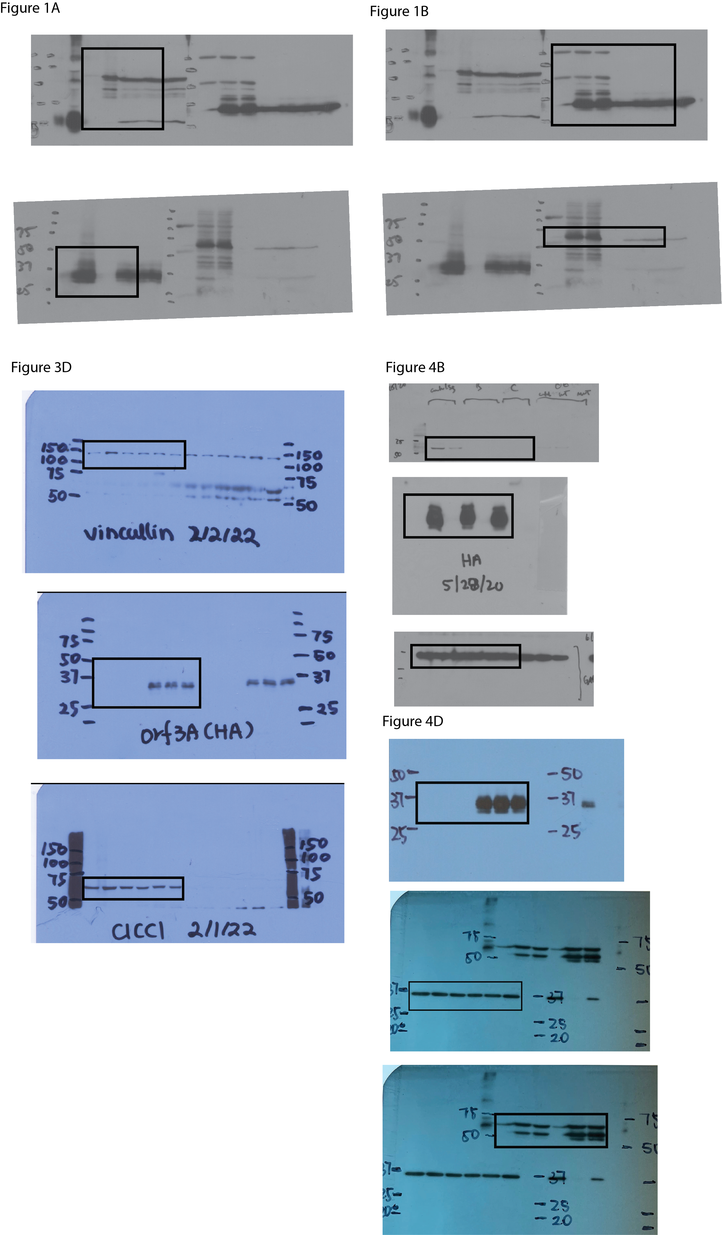 PDF) SARS-CoV-2 ORF3A interacts with the Clic-like chloride channel-1 (  CLCC1 ) and triggers an unfolded protein response