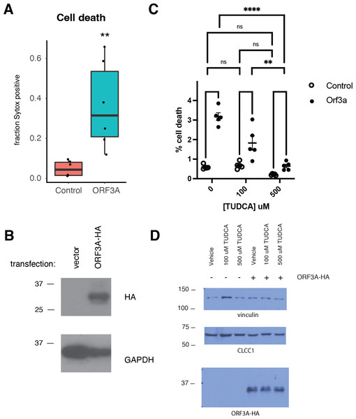 ORF3A expression induces cell death that is blocked by TUDCA.