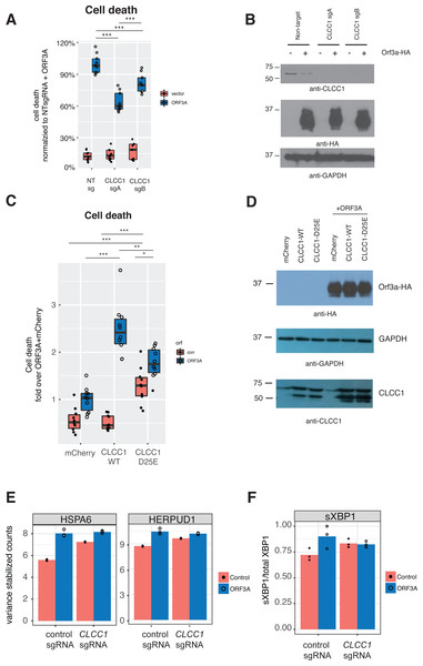 CLCC1 functionally interacts with ORF3A.