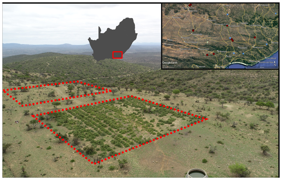 Regeneration dynamics of Portulacaria afra in restored succulent ...