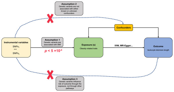 Schematic diagram of MR investigating the causal relationship between obesity and LTL.