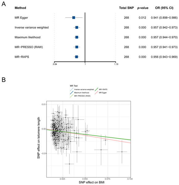 MR analysis of the causal relationship between BMI and LTL. (A) Forest plot for MR analysis visualization; (B) scatter plots of the correlation between BMI and LTL.