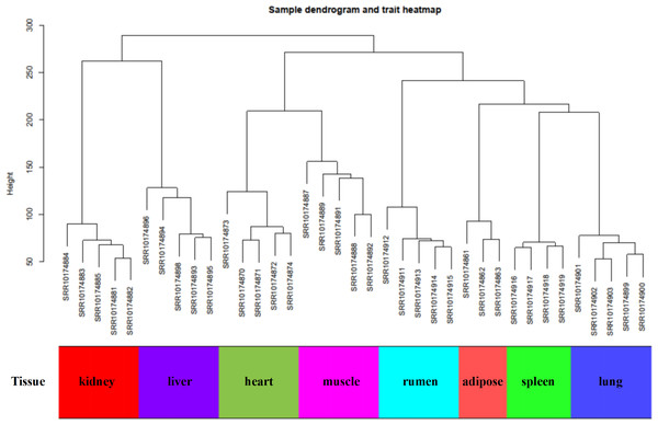 Sample dendrogram of GSE137943 dataset.