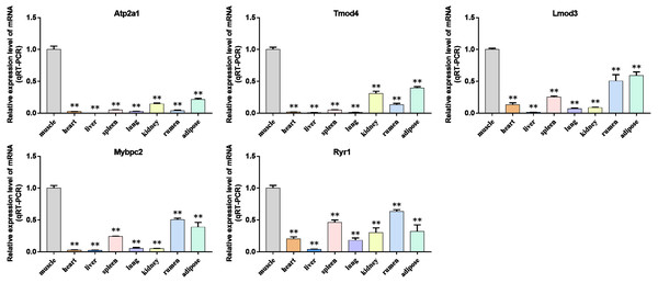 Expression levels of hub genes were examined in tissue samples from 2.5 year old cattle.