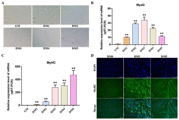 To induce myogenic differentiation of bovine skeletal muscle satellite cells.