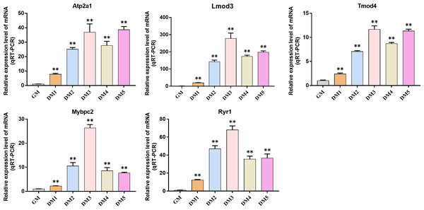 Expression levels of hub genes in bovine skeletal muscle satellite cells at different culture periods.