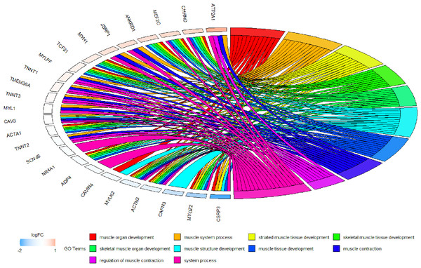 Circos plot to indicate the relationship between hub genes and KEGG pathways.