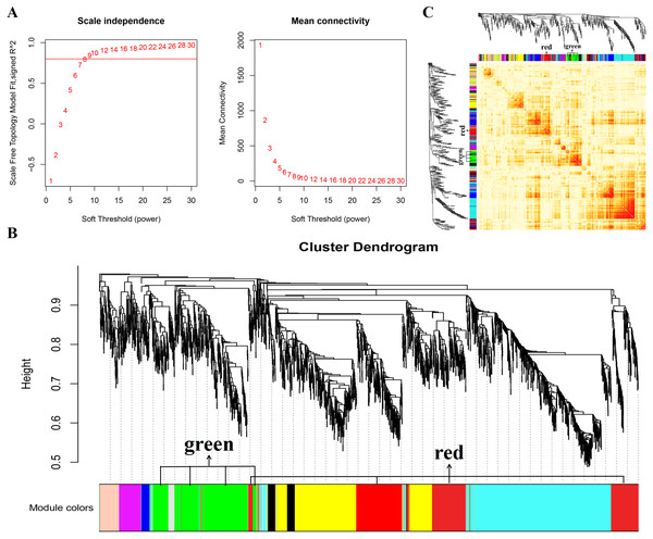 Gene co expression network was constructed by GSE137943 dataset.