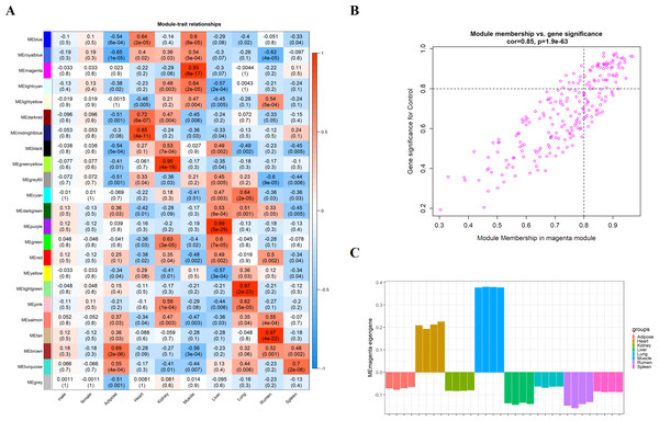 Module-trait correlations analysis in muscle tissue (GSE137943).