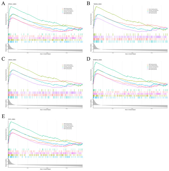 The gene set enrichment analysis results of hub gene.