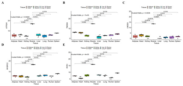 Expression of hub genes in dataset GSE137943.