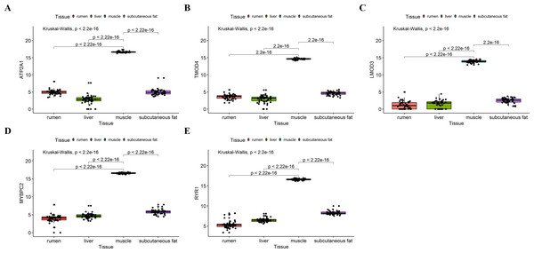 Expression of hub genes in dataset GSE116775.