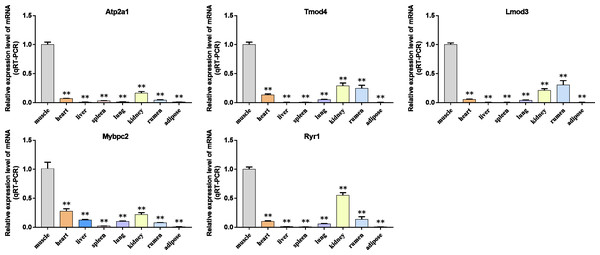 The expression level of hub gene in newborn calf tissue samples was detected.