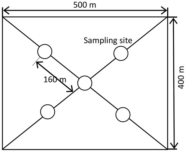 Distribution of sampling points in each plot data analysis.