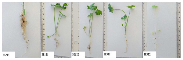 Parsley seedlings under different hydrogel and irrigation treatments.