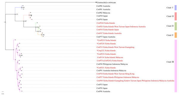 Bayesian tree of 26 D-loop haplotypes (384 bp) from rookeries of Chelonia mydas in the Indo-Pacific and Japan regions, including 15 haplotypes from the Xisha (Paracel) Islands (red text).