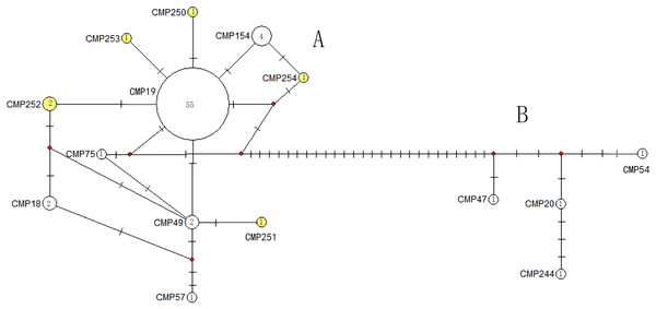 The haplotype network diagram showing the relationships between the 15 D-loop haplotypes among the Chelonia mydas in Xisha (Paracel) Islands.