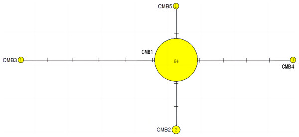 The haplotype network diagram showing the relationships between the five Cyt b haplotypes among the Chelonia mydas in Xisha (Paracel) Islands.