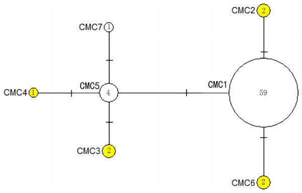 The haplotype network diagram showing the relationships between the seven COI haplotypes among the Chelonia mydas in Xisha (Paracel) Islands.