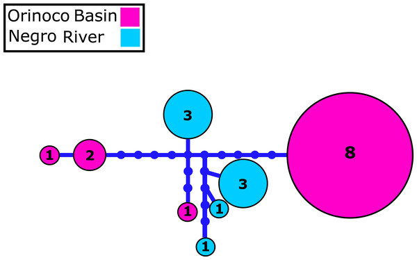 Mitochondrial COI haplotype network.