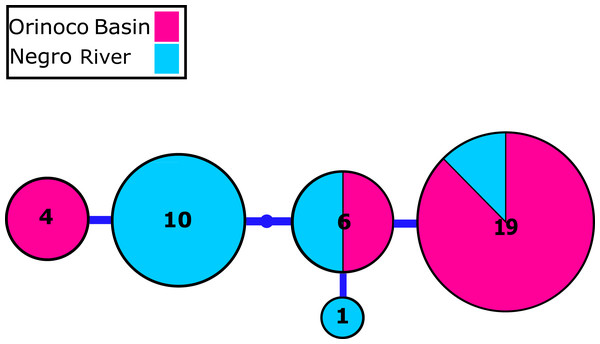 Nuclear MYH6 gene allele network.