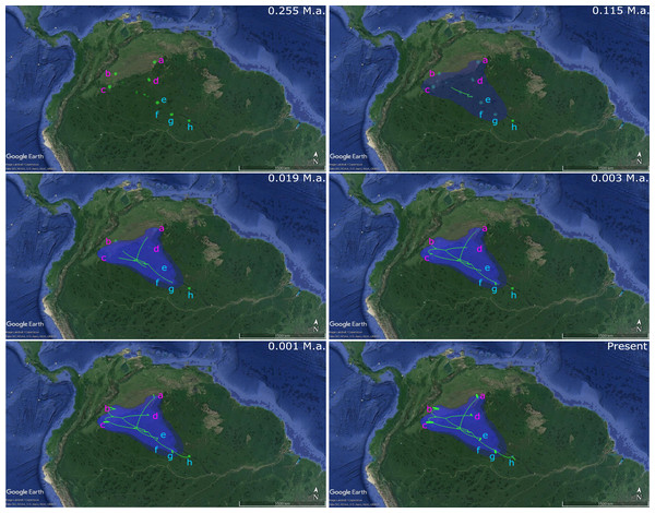Phylogeographical reconstruction analysis using non-concatenated dataset of the mitochondrial COI and the nuclear MYH6 gene, based on a relaxed random walk in continuous space and time method for Paracheirodon axelrodi from Orinoco and Negro basin, inferred in BEAST v. 1.8.2 and SPREAD3 and visualized in Google Maps.