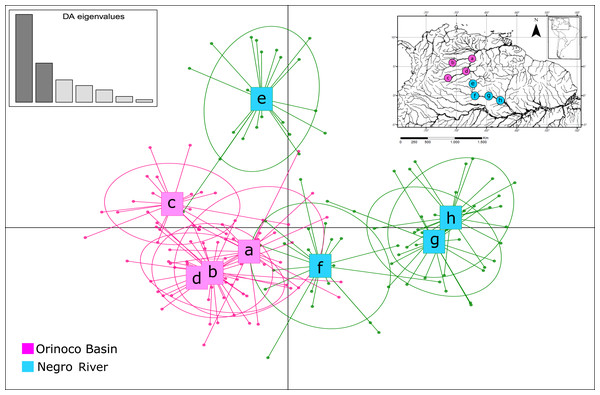 Patterns of genetic structure by discriminant analysis of principal components (DAPC) (Adegenet package in R), using eight microsatellite loci for samples of Paracheirodon axelrodi from (A) Puerto Carreño; (B) Puerto Gaitán; (C) San José del Guaviare; (D) Inírida; (E) Cucuí; (F) São Gabriel da Cachoeira; (G) Santa Isabel; (H) Barcelos.