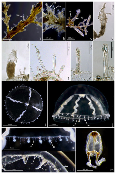 Morphological characters of Mitrocomella polydiademata.