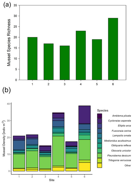 (A) Mussel species richness and (B) density of freshwater mussels determined from traditional quadrat survey at six sites on the Sipsey River, Alabama, USA.